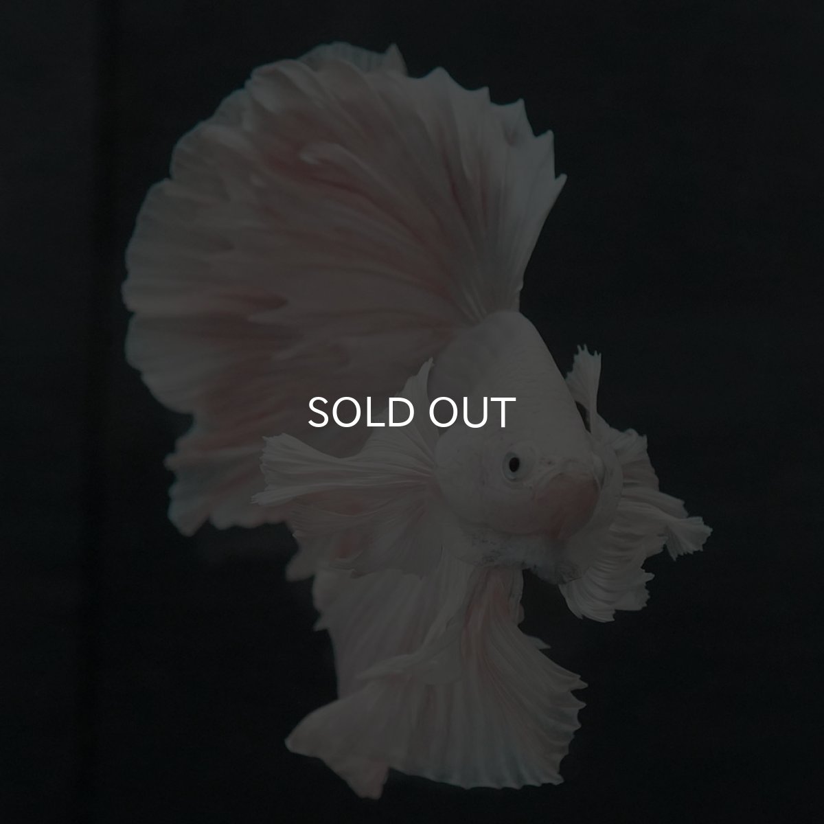 画像3: GHMダンボ　ホワイト (3)