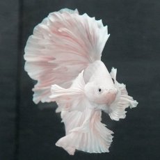 画像3: GHMダンボ　ホワイト (3)