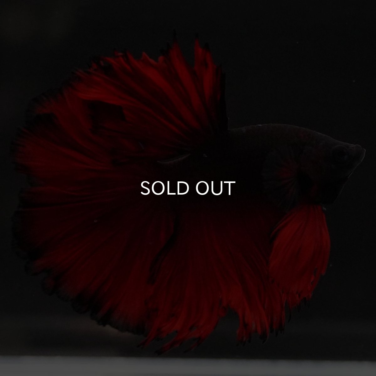 画像5: HM レッドデビル ローズテール (5)