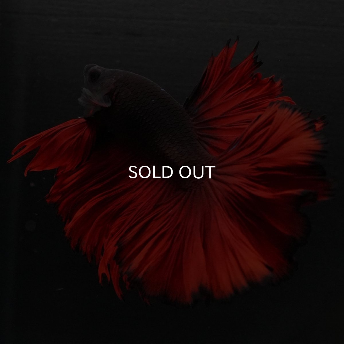 画像8: HM レッドデビル ローズテール (8)