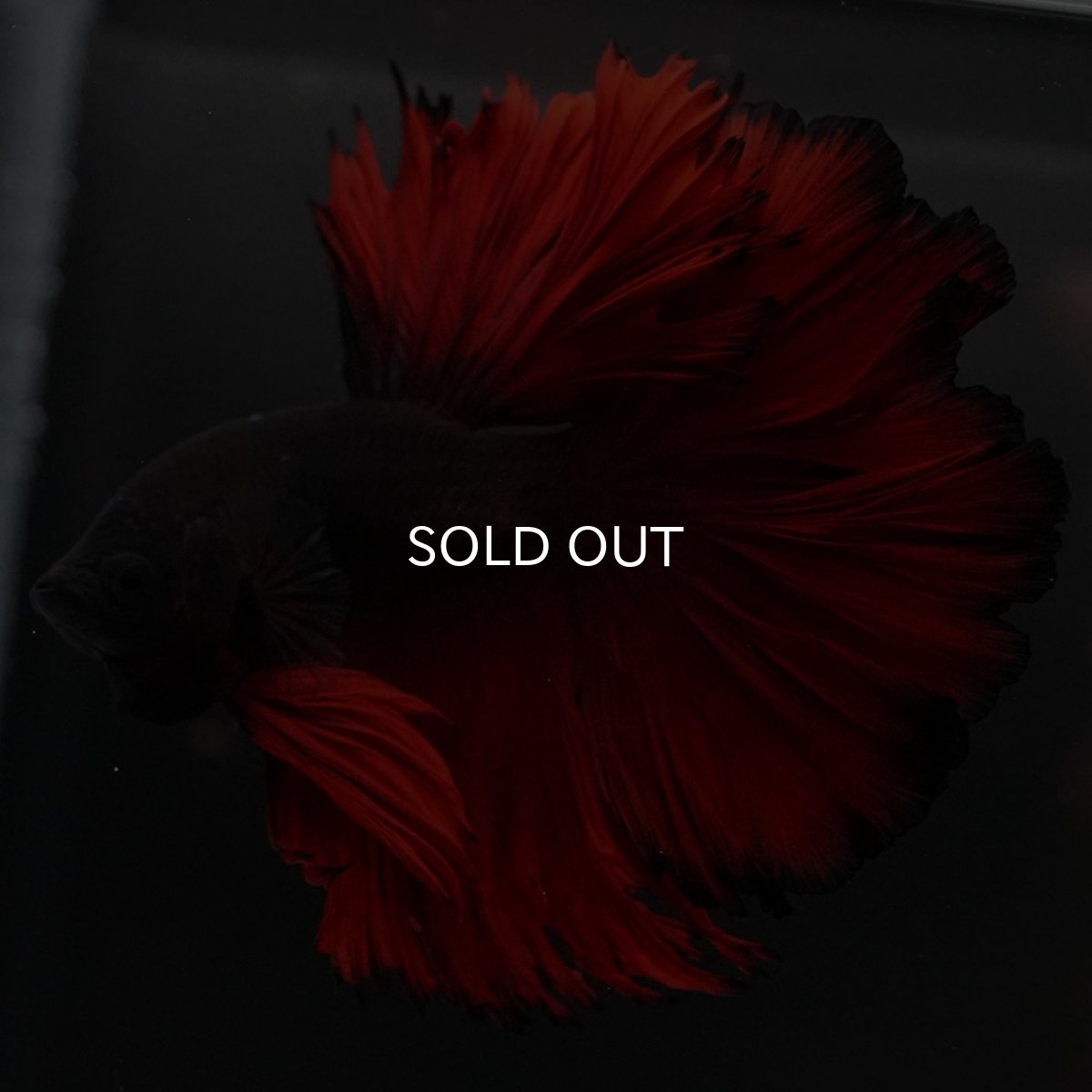 画像7: HM レッドデビル ローズテール (7)