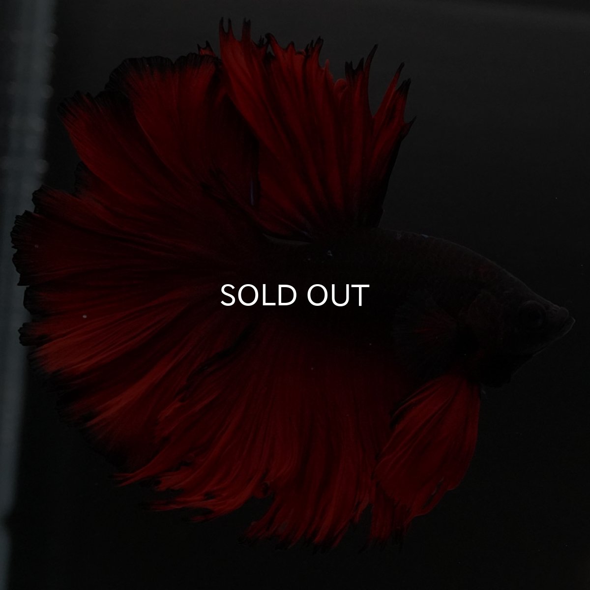 画像2: HM レッドデビル ローズテール (2)