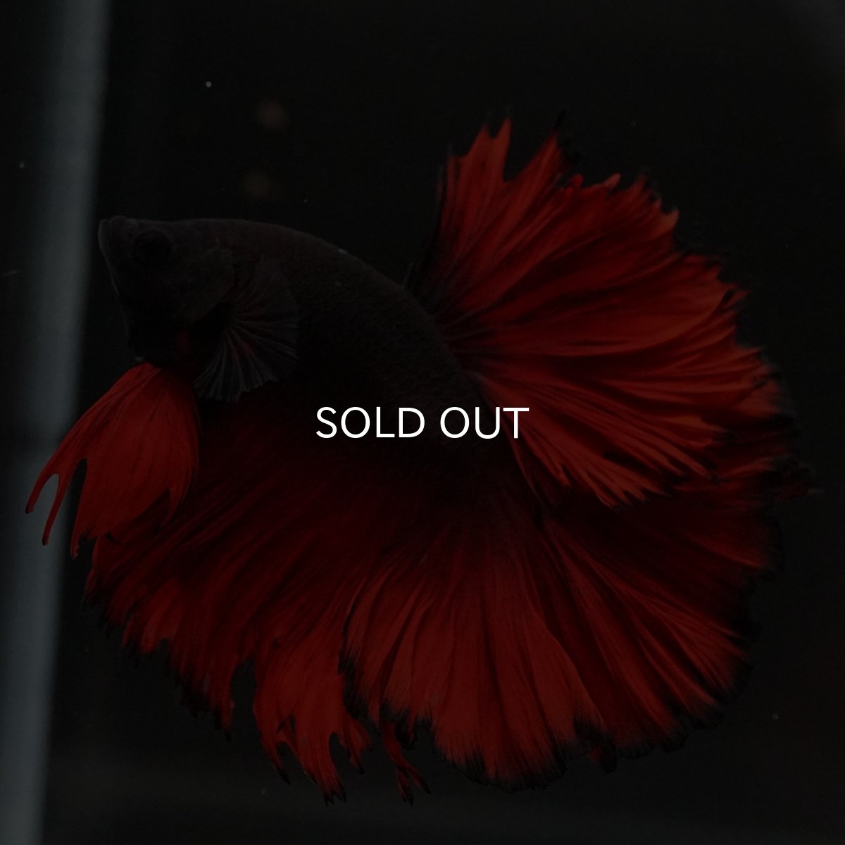 画像6: HM レッドデビル ローズテール (6)