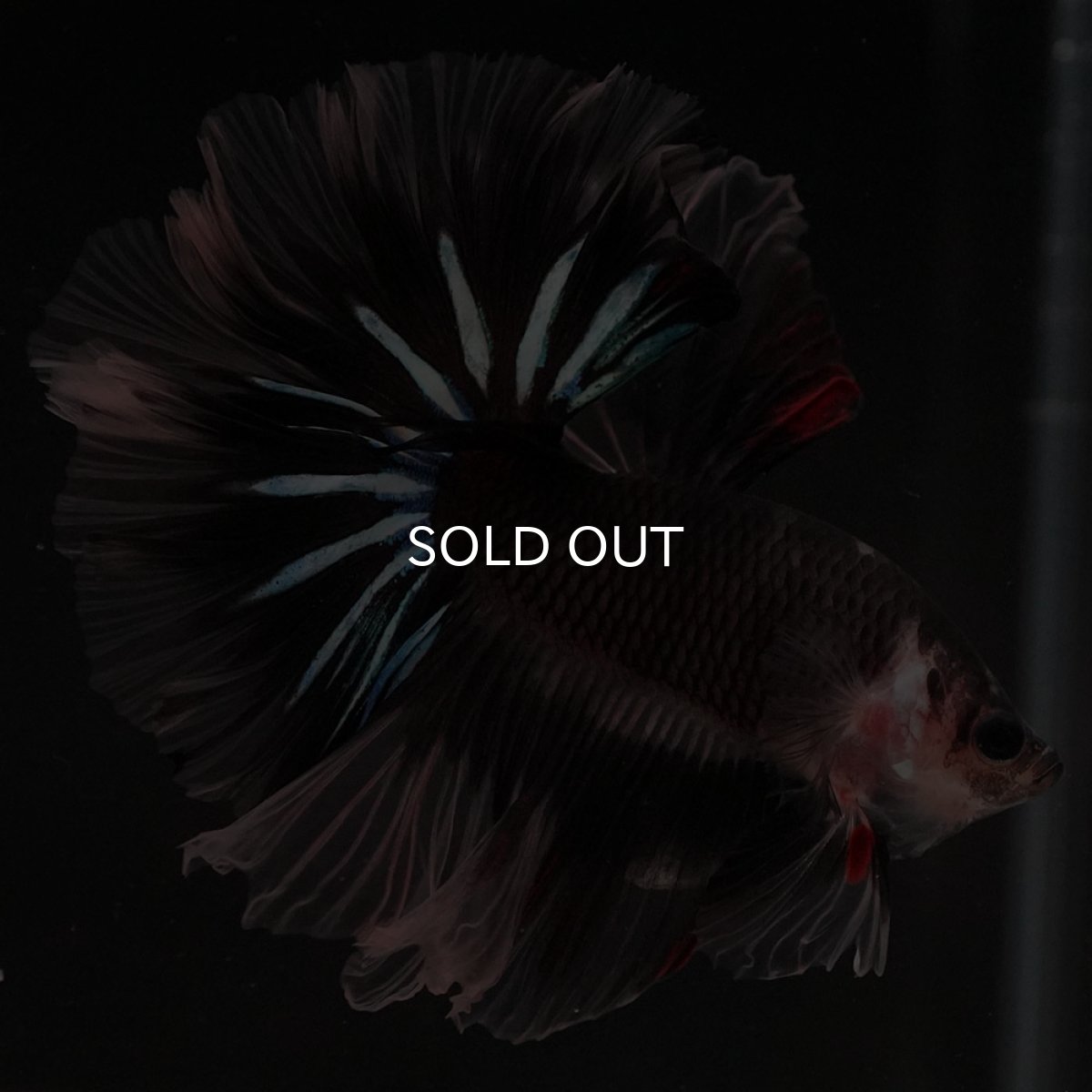 画像10: HM ブラックファンシー ローズテール (10)