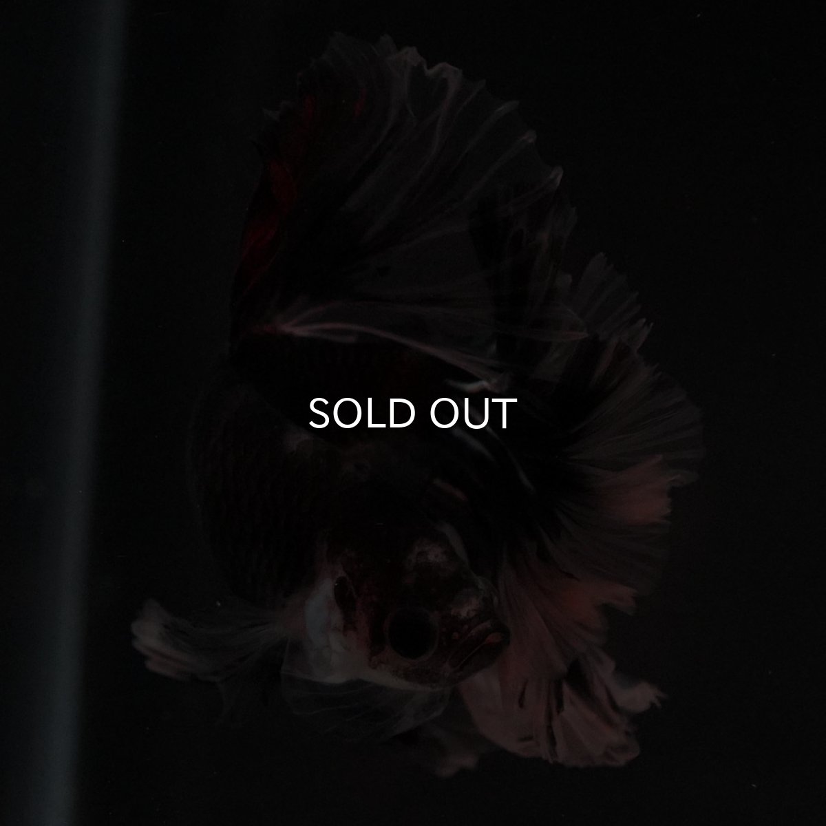 画像9: HM ブラックファンシー ローズテール (9)