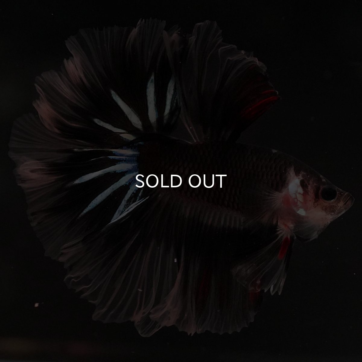 画像2: HM ブラックファンシー ローズテール (2)