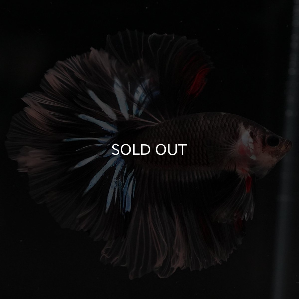 画像8: HM ブラックファンシー ローズテール (8)