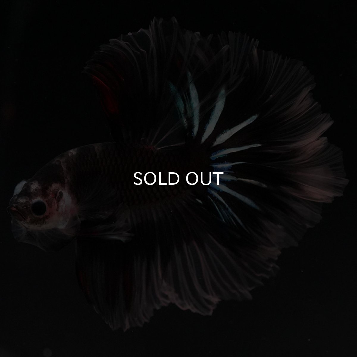 画像6: HM ブラックファンシー ローズテール (6)