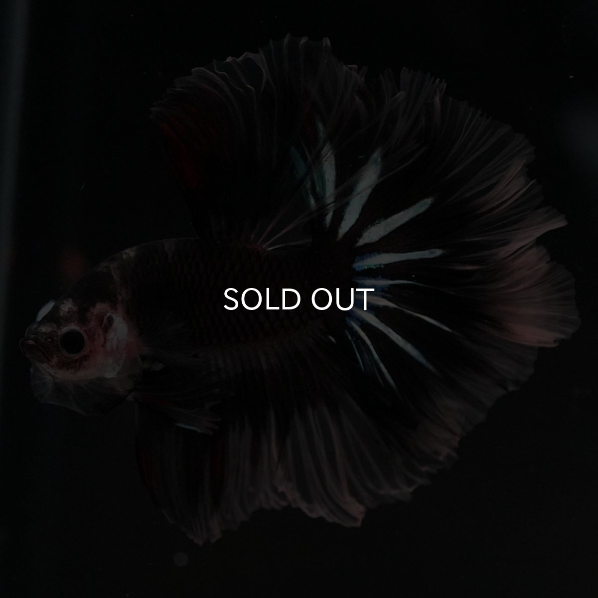 画像4: HM ブラックファンシー ローズテール (4)