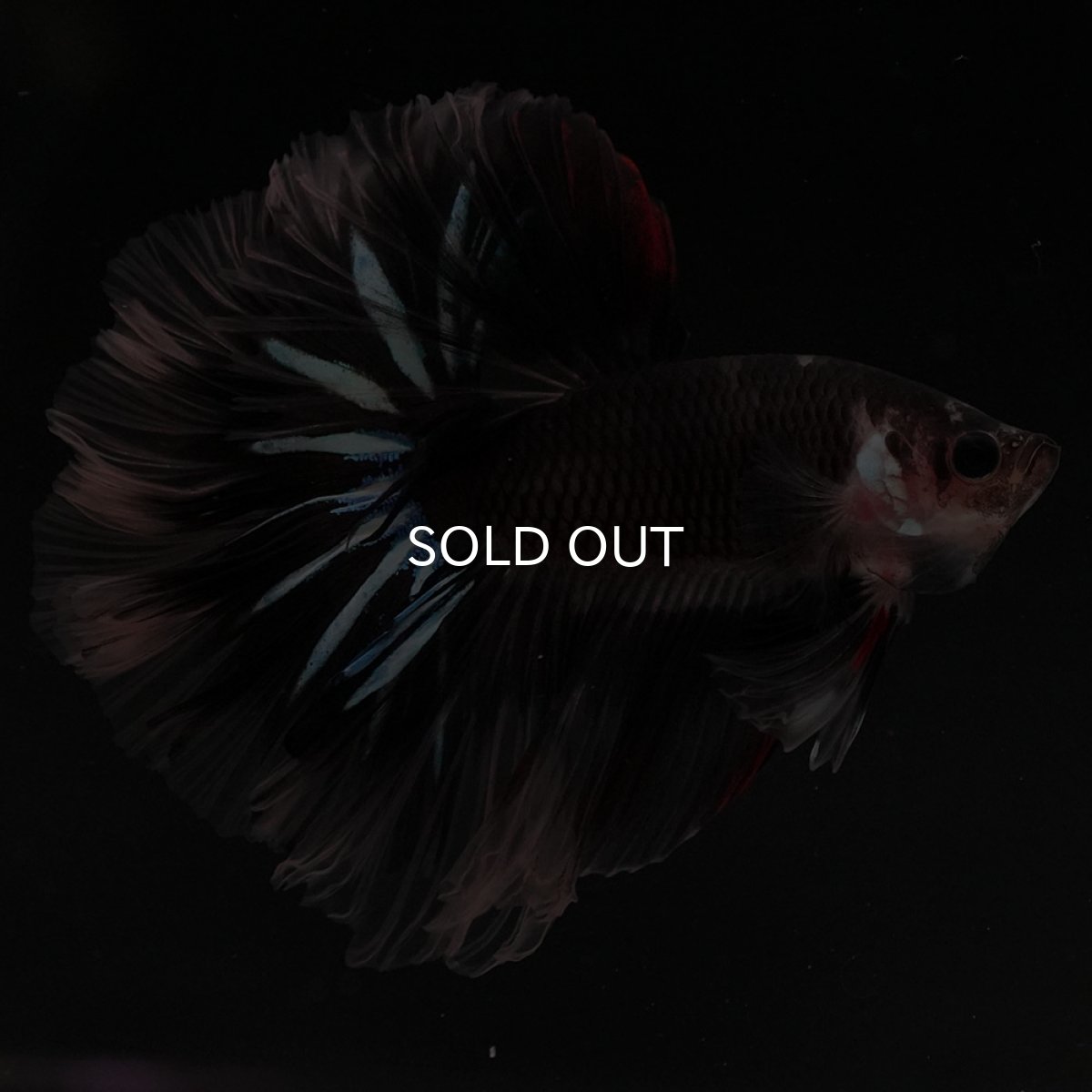 画像7: HM ブラックファンシー ローズテール (7)