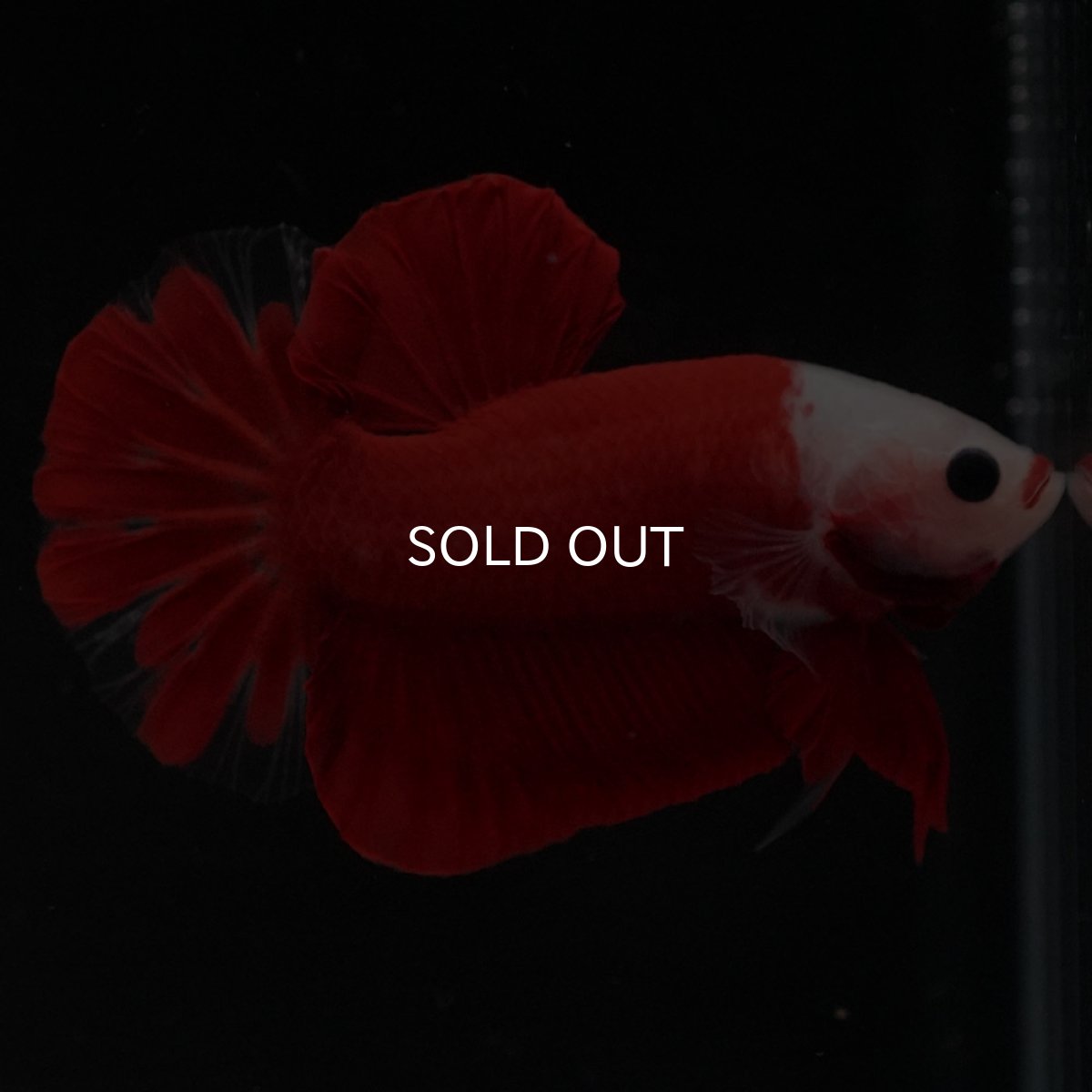 画像10: HMPK 紅白 (10)