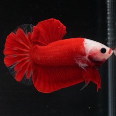 画像10: HMPK　紅白 (10)