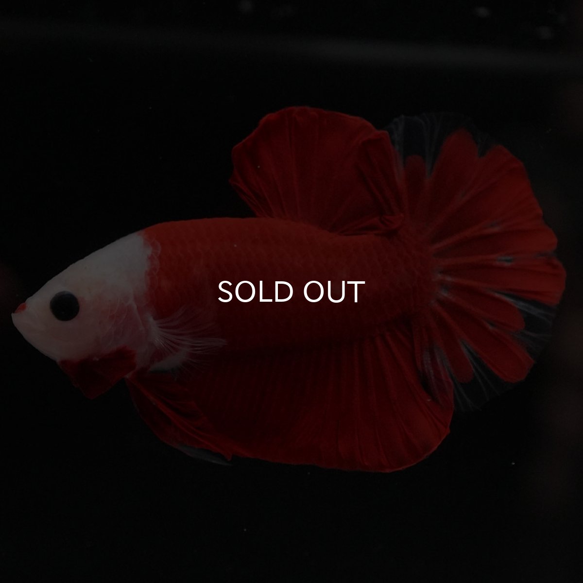 画像2: HMPK 紅白 (2)