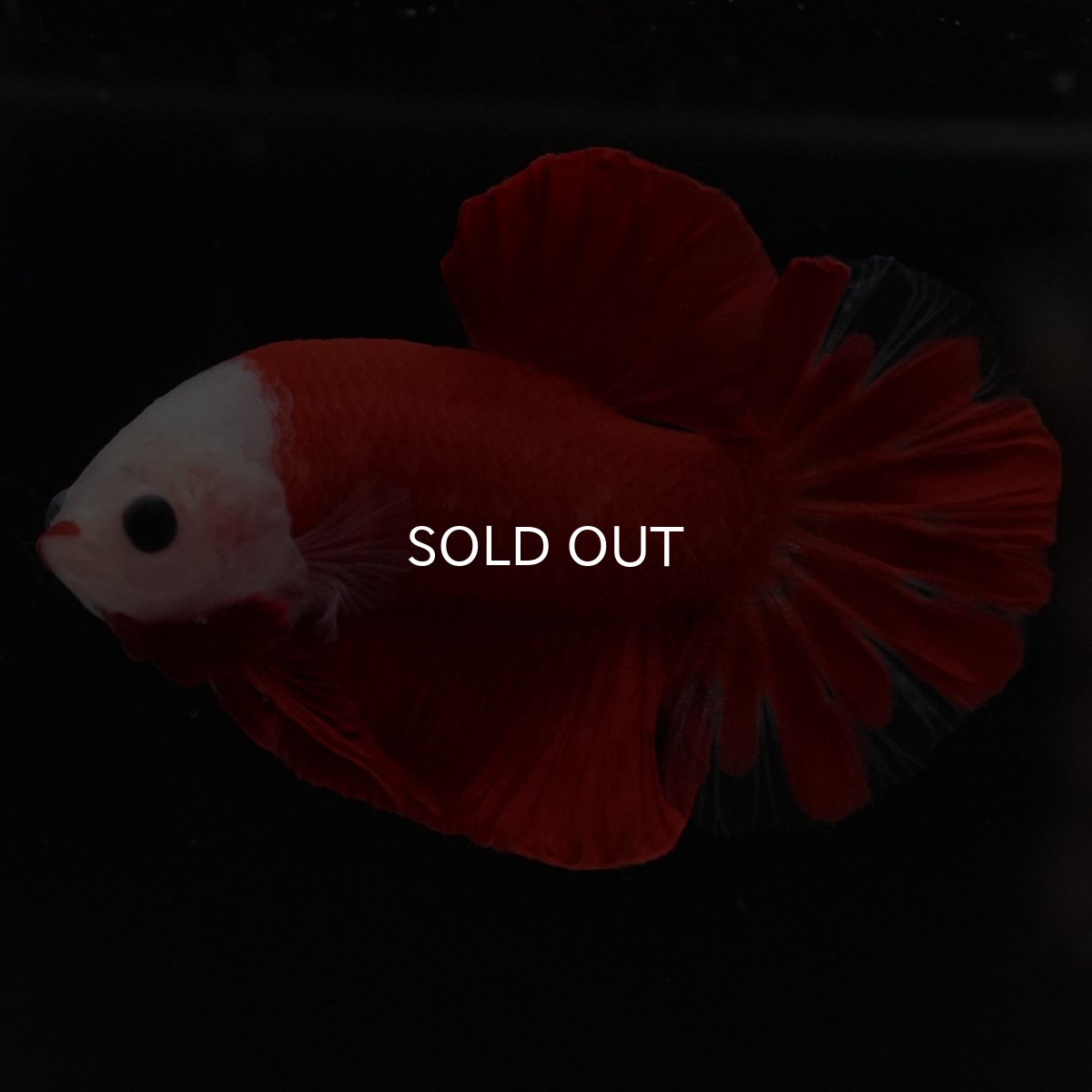 画像13: HMPK 紅白 (13)