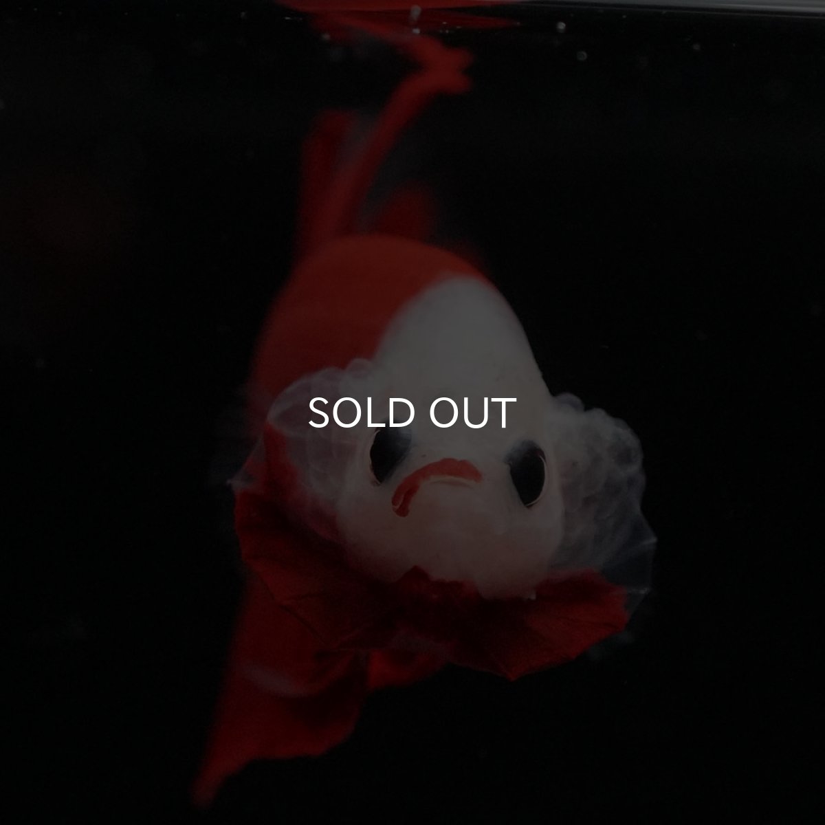 画像12: HMPK 紅白 (12)