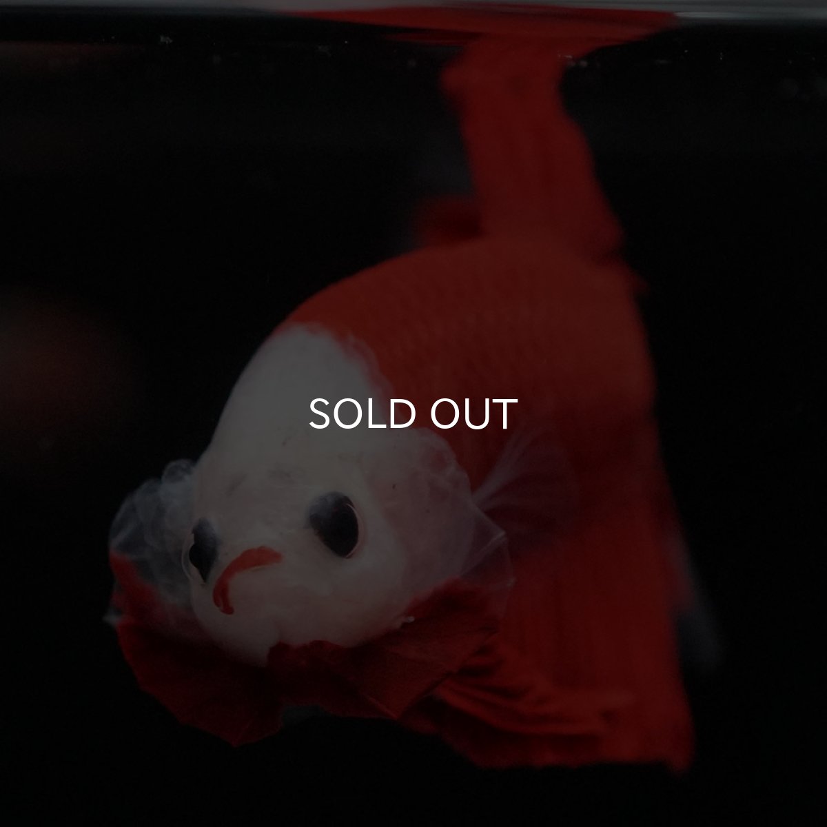 画像9: HMPK 紅白 (9)