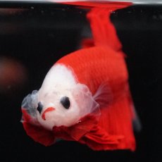 画像9: HMPK　紅白 (9)