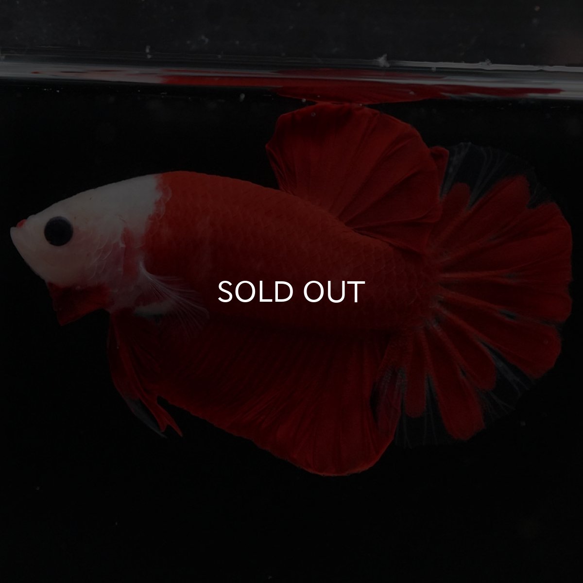 画像11: HMPK 紅白 (11)