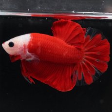 画像11: HMPK　紅白 (11)