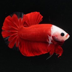 画像1: HMPK　紅白 (1)