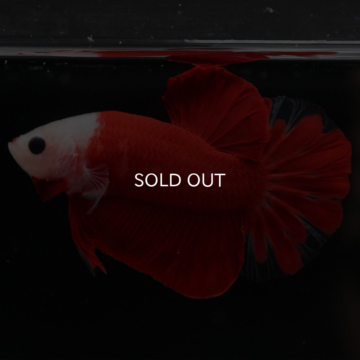 画像8: HMPK 紅白 (8)