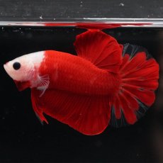 画像8: HMPK　紅白 (8)