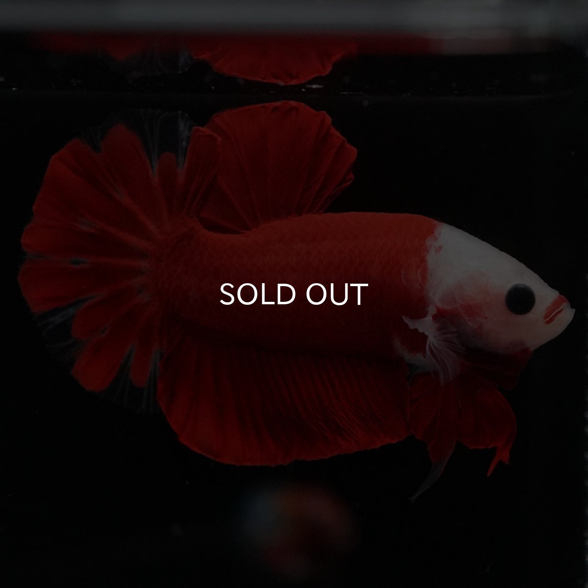 画像7: HMPK 紅白 (7)