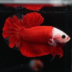 画像7: HMPK　紅白 (7)