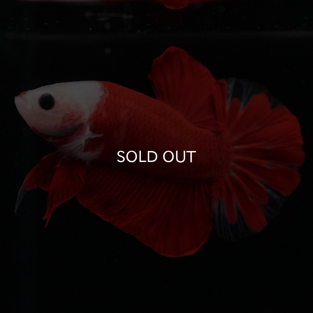 画像5: HMPK 紅白 (5)