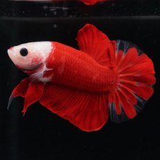 画像5: HMPK　紅白 (5)