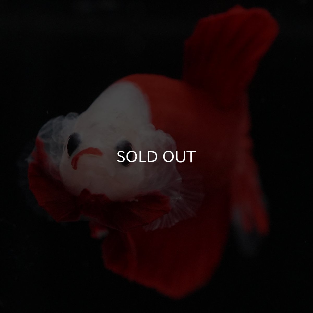 画像6: HMPK 紅白 (6)