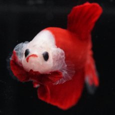 画像6: HMPK　紅白 (6)