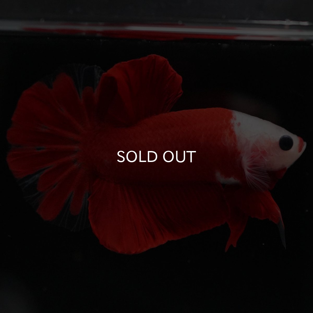 画像4: HMPK 紅白 (4)