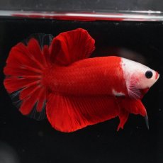 画像4: HMPK　紅白 (4)