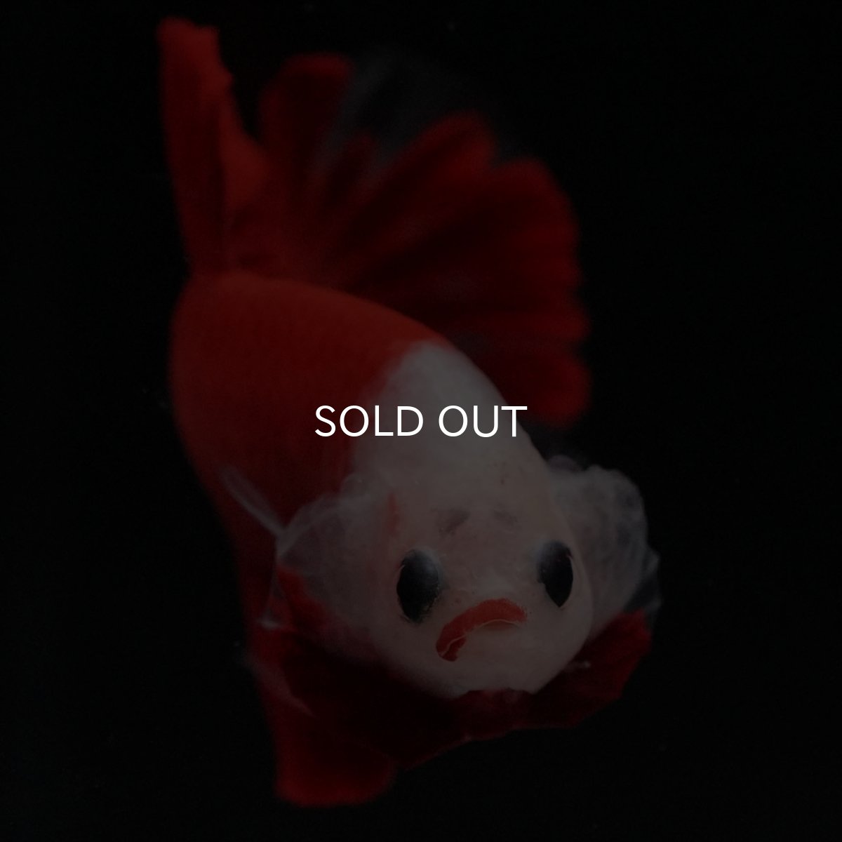 画像3: HMPK 紅白 (3)