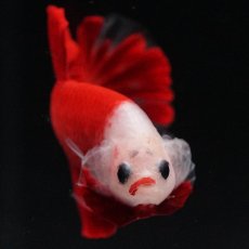 画像3: HMPK　紅白 (3)
