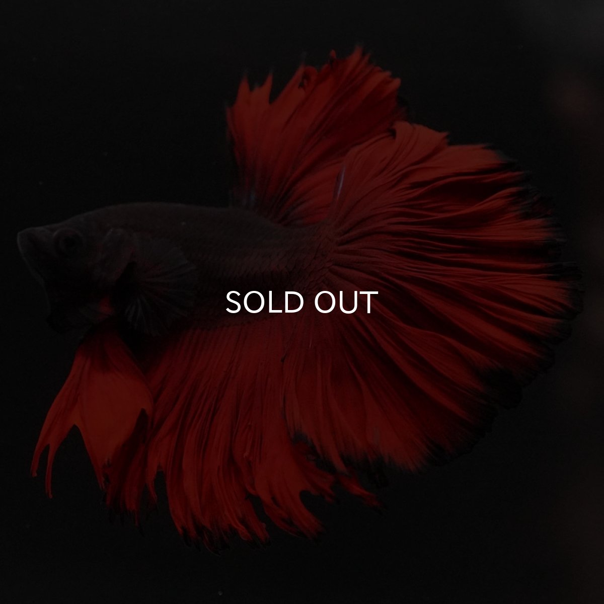 画像4: HM レッドデビル ローズテール (4)