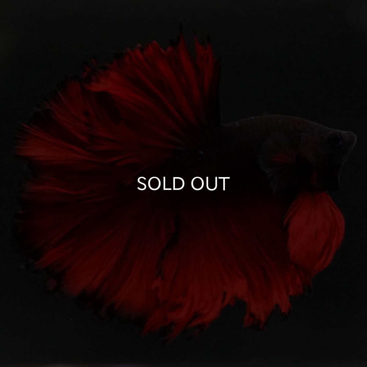 画像3: HM レッドデビル ローズテール (3)