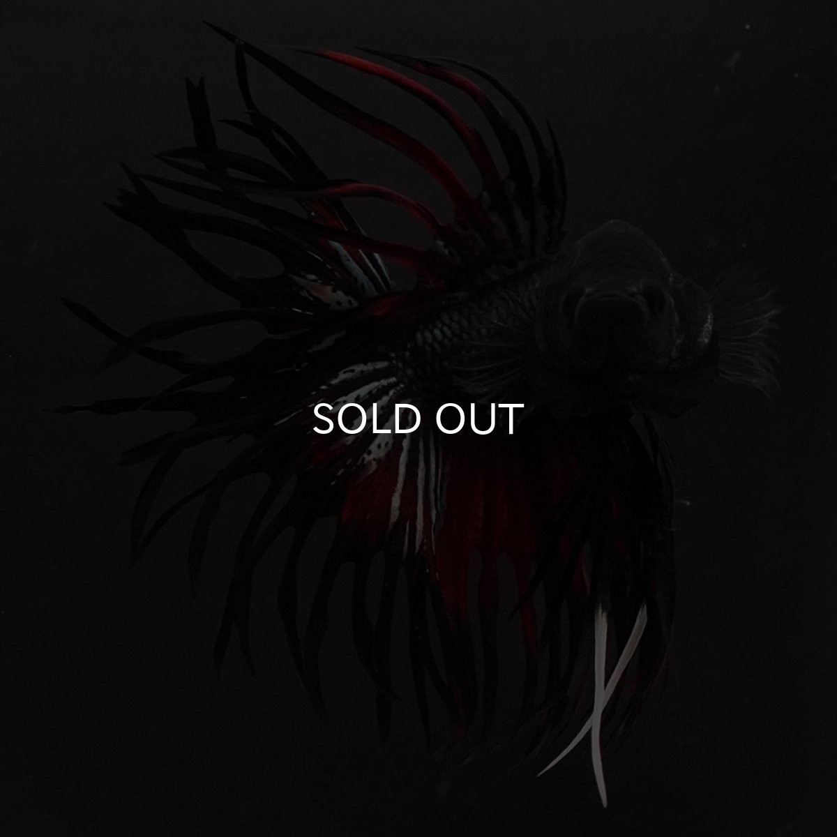 画像3: KCT　レッドカッパー (3)