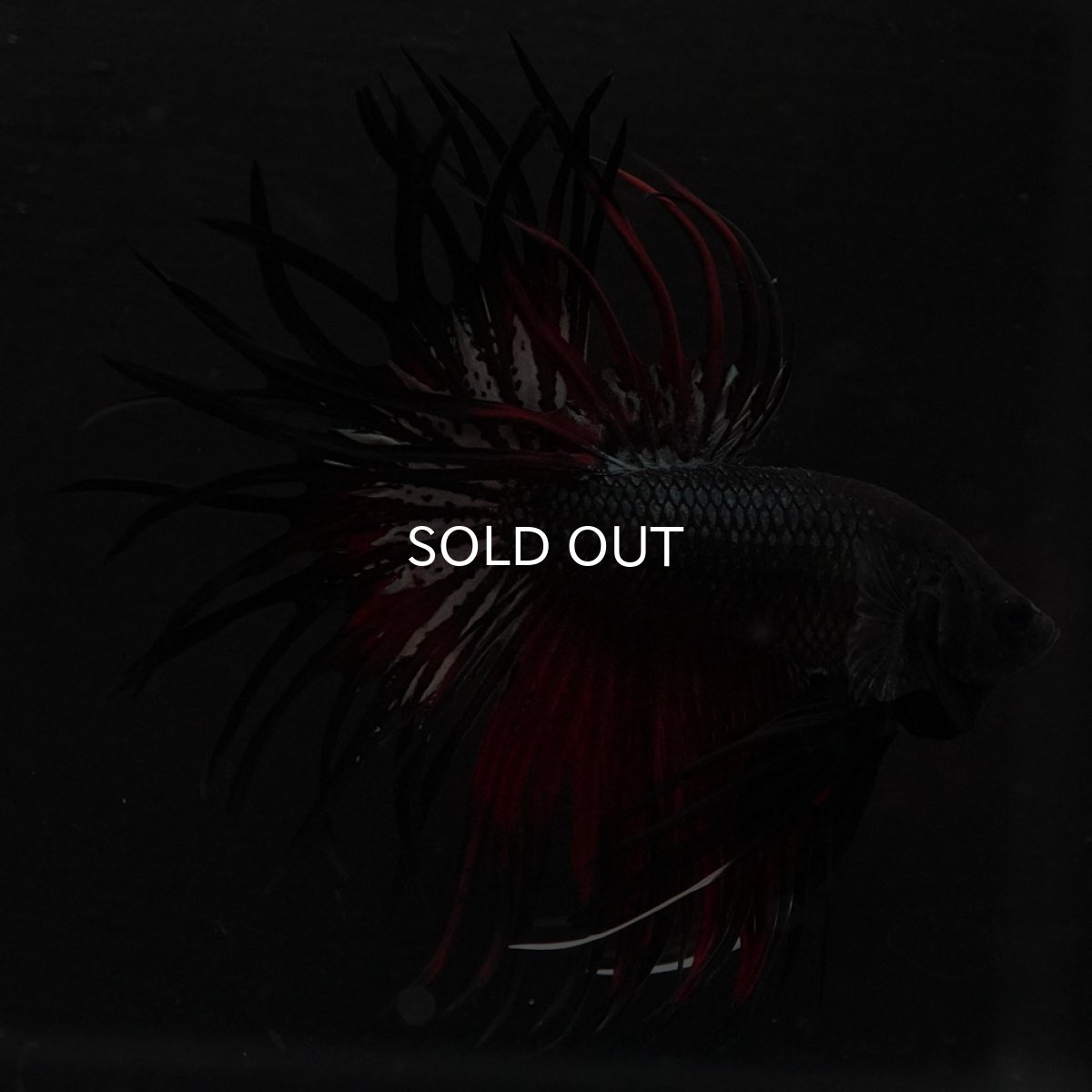 画像9: KCT　レッドカッパー (9)