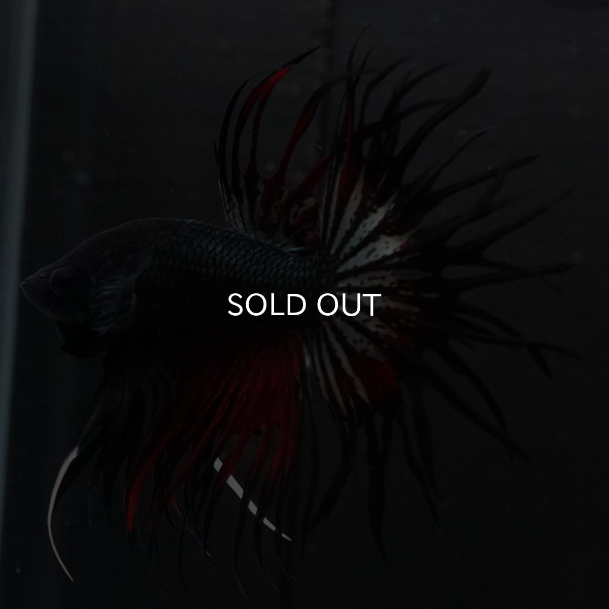 画像2: KCT　レッドカッパー (2)