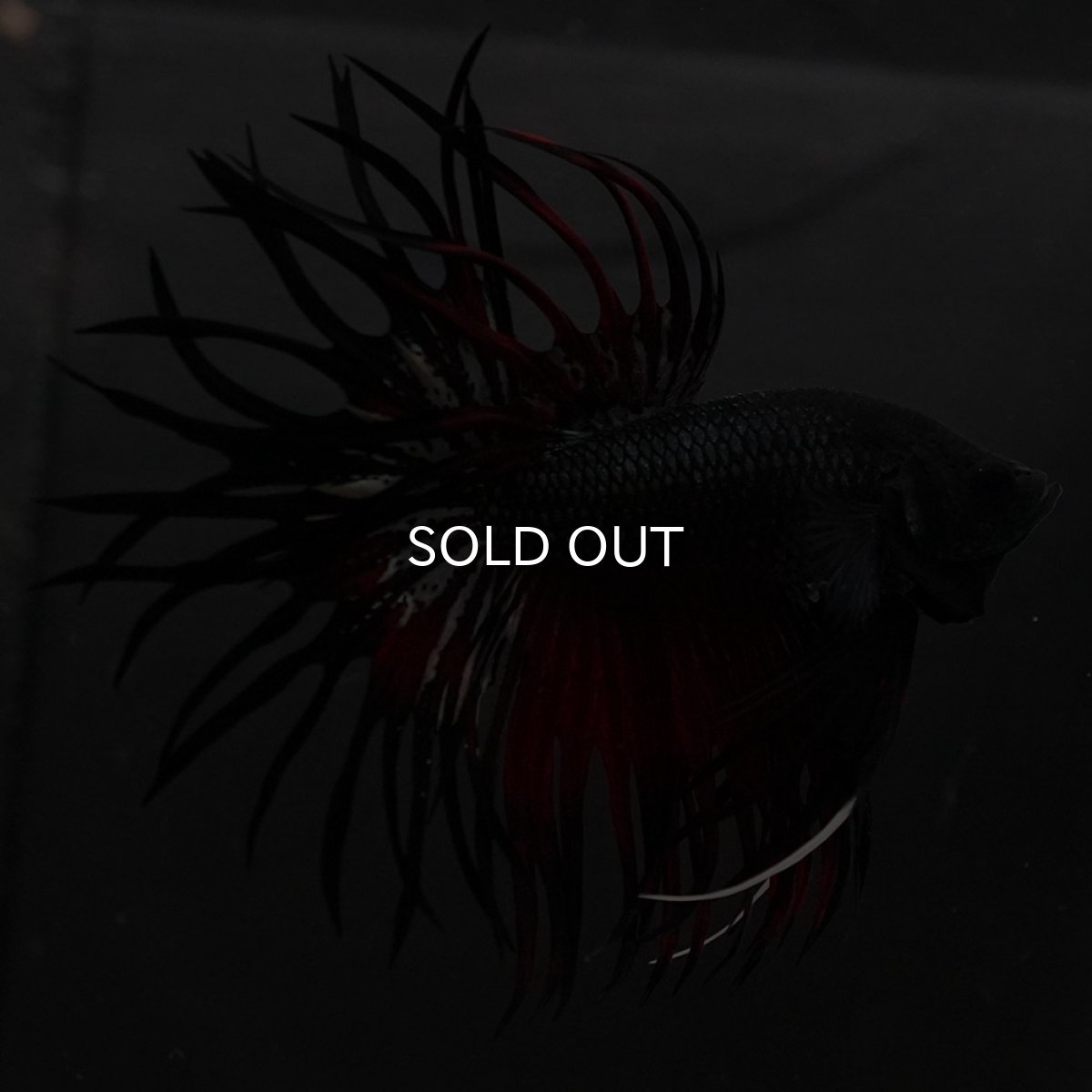 画像4: KCT　レッドカッパー (4)