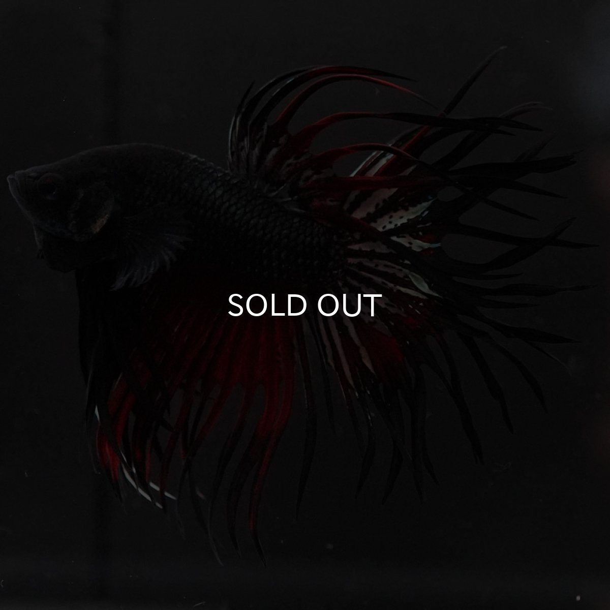 画像5: KCT　レッドカッパー (5)