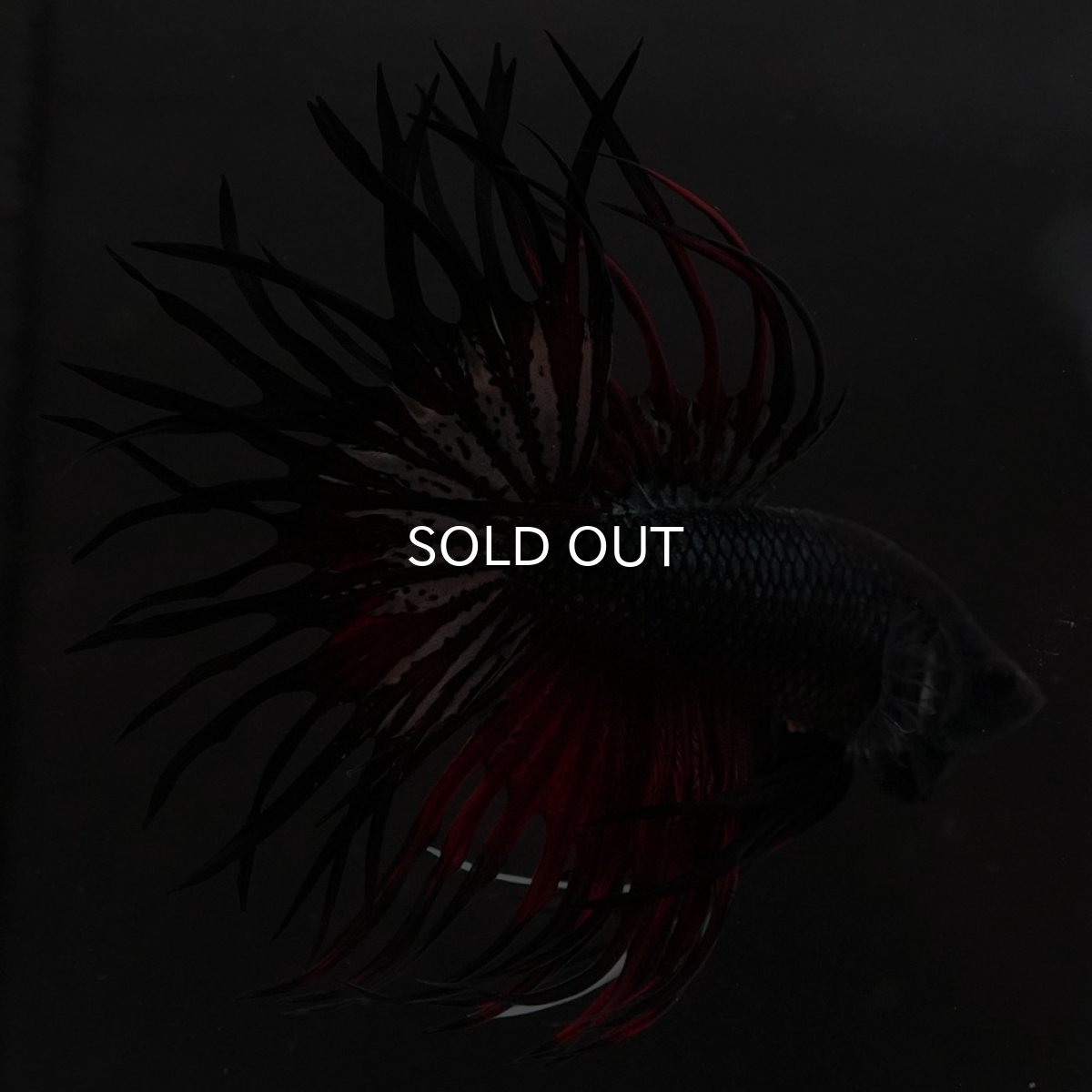 画像6: KCT　レッドカッパー (6)