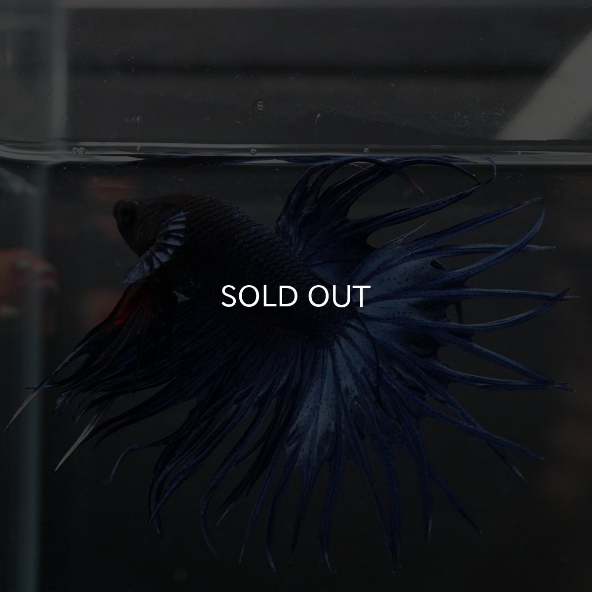 画像11: KCT　ブルー (11)