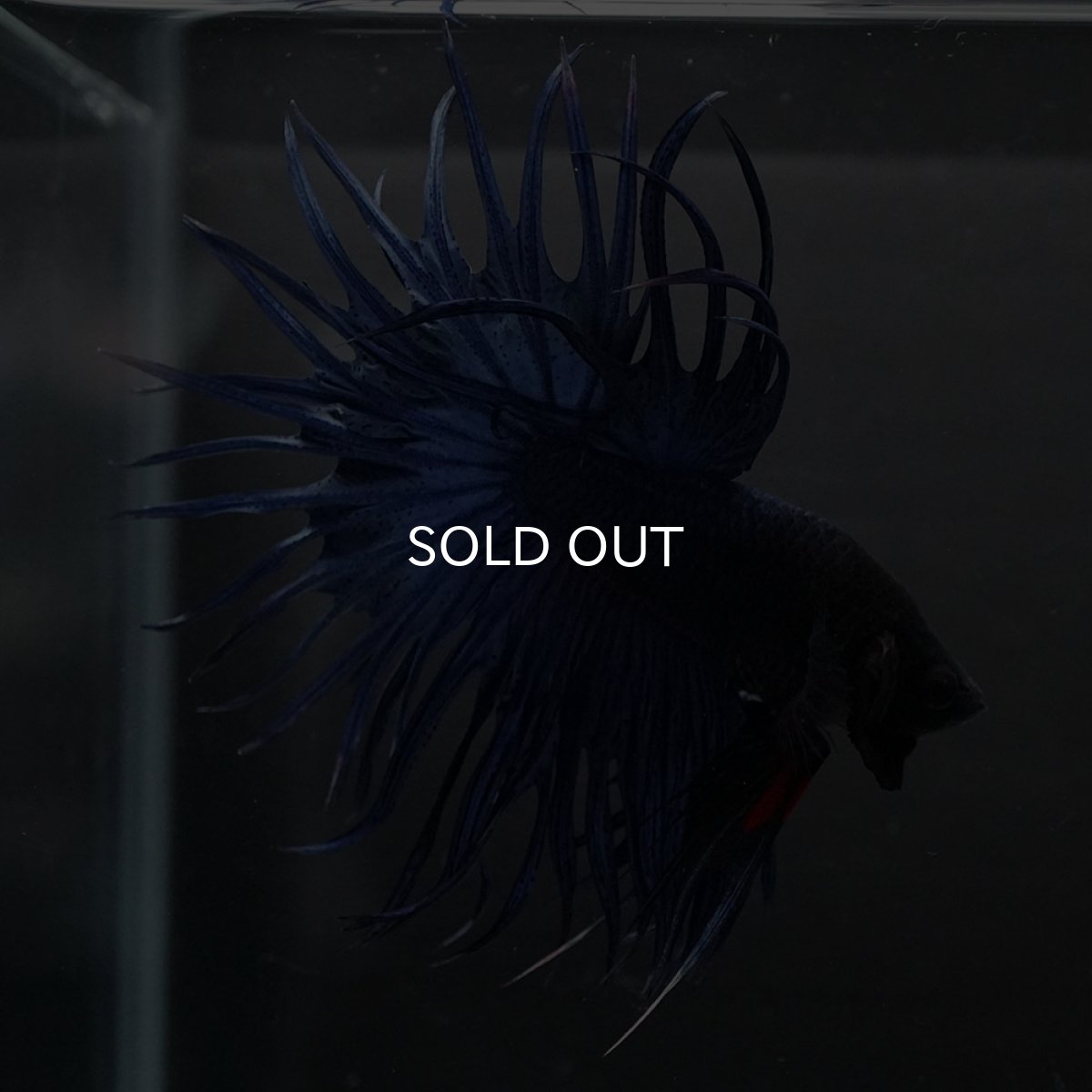 画像12: KCT　ブルー (12)