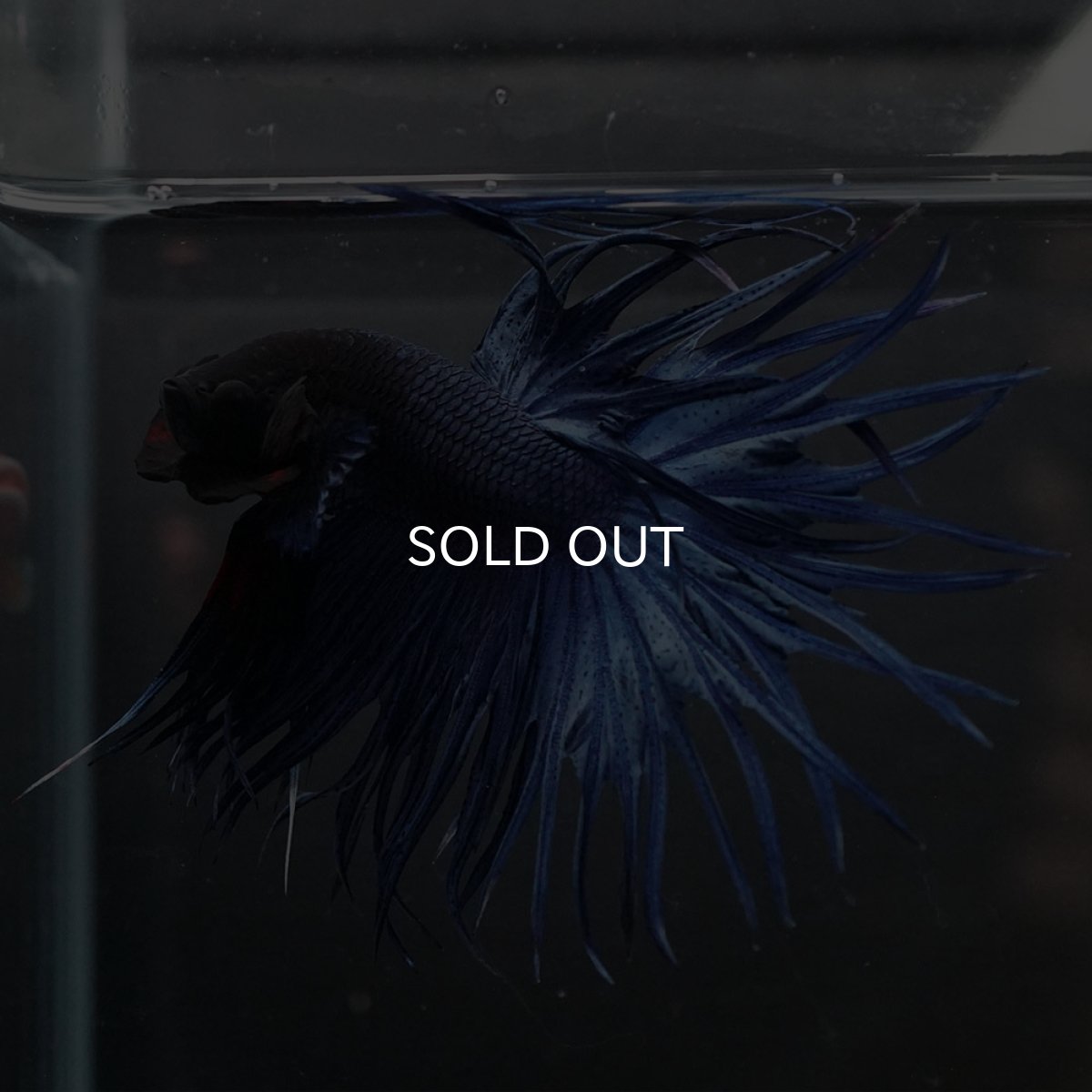 画像2: KCT　ブルー (2)