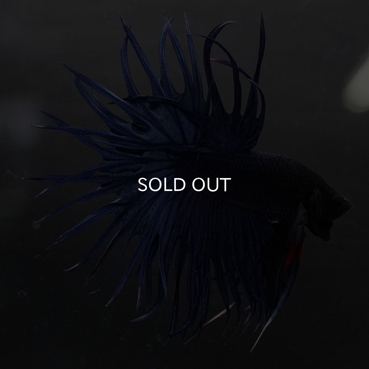 画像6: KCT　ブルー (6)