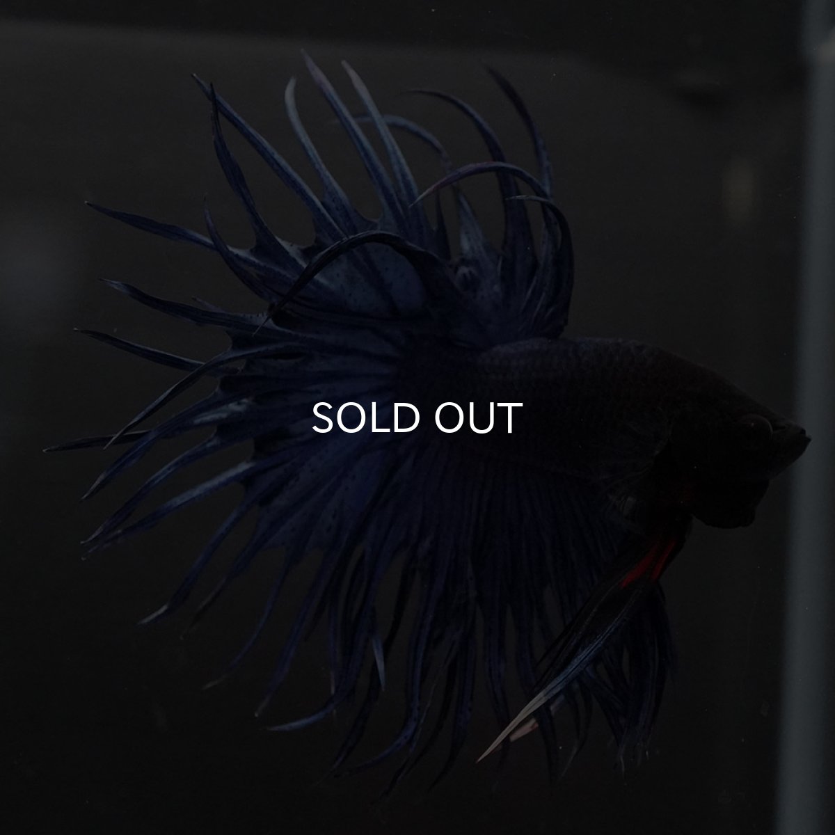 画像10: KCT　ブルー (10)