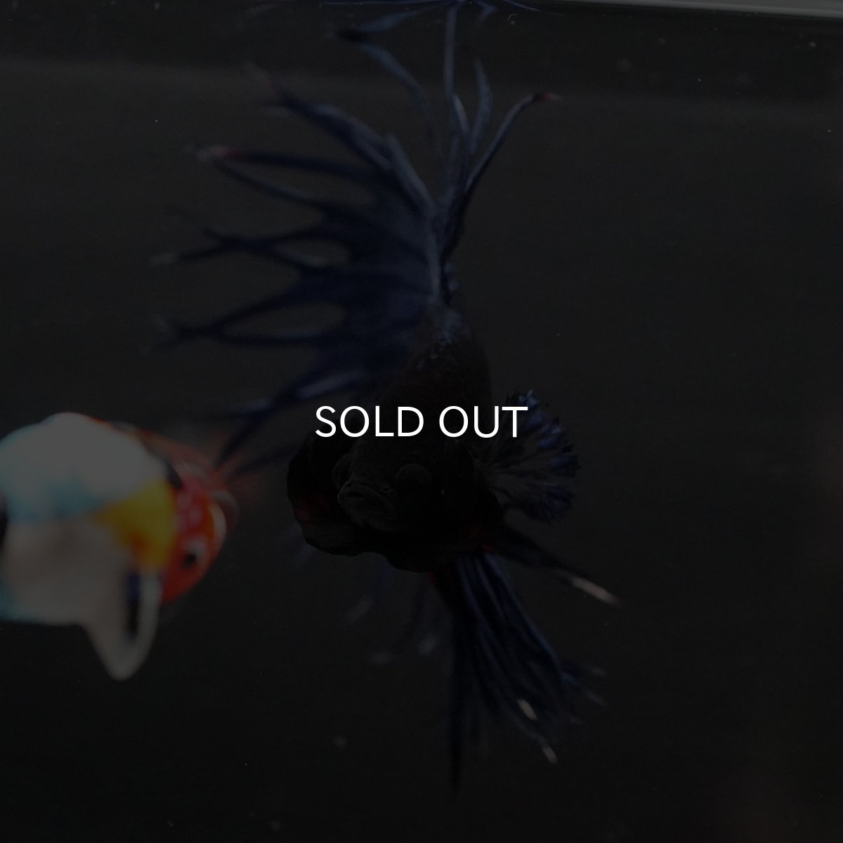 画像3: KCT　ブルー (3)